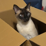 Entry image for Goobie 