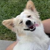 Entry image for Zesta