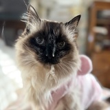 Entry image for Estrella