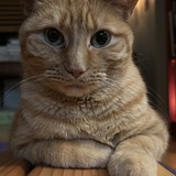 Entry image for Lulu