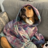 Entry image for Pop-Tart