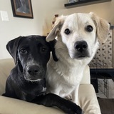 Entry image for Jade Pearl 