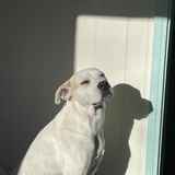 Entry image for Sarge