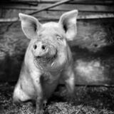 Entry image for Thad