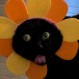 Entry image for Jasper