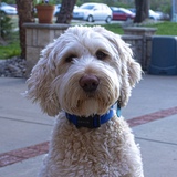 Entry image for Gradey Duck