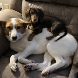 Entry image for Murphy & Gunner