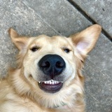 Entry image for Gator