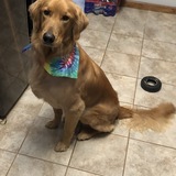 Entry image for Enzo