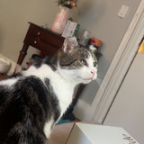 Entry image for Casey