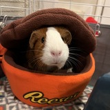 Entry image for Schmirtz 