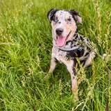 Entry image for Starlord