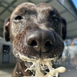 Entry image for Sister