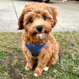 Entry image for Bogan