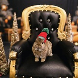 Entry image for Thumper 