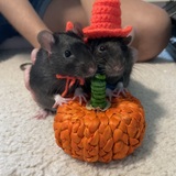 Entry image for Duff