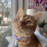 Entry image for Flame