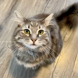 Entry image for Dorian