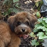 Entry image for Teddy 