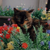 Entry image for Lilo