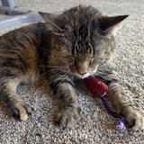 Entry image for Alice