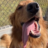 Entry image for Cedar