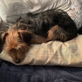 Entry image for Willow 