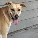 Entry image for Callie