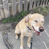 Entry image for Stanley Joseph Dural Jr Buckwheat Zydeco Thompson 