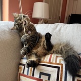 Entry image for Phoebe Buffay