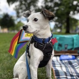 Entry image for Murphy