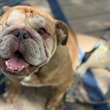 Entry image for Potato 