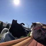 Entry image for Teddy & Luna