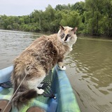 Entry image for Luna