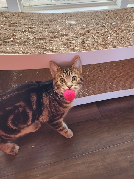 Entry image for Jasper. Clicking this image will show a larger photo