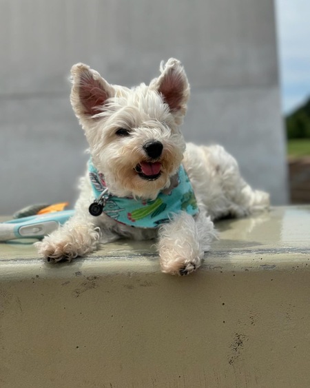 Entry image for Peanut. Clicking this image will show a larger photo