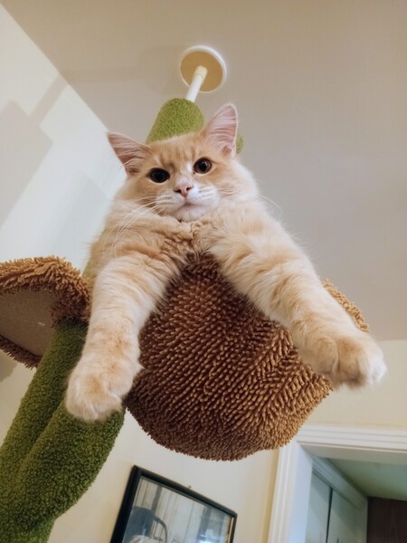 Entry image for Peewee. Clicking this image will show a larger photo