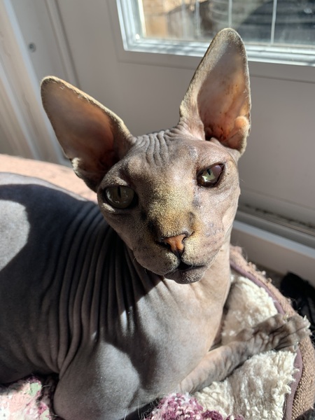 Entry image for Cimmerian. Clicking this image will show a larger photo