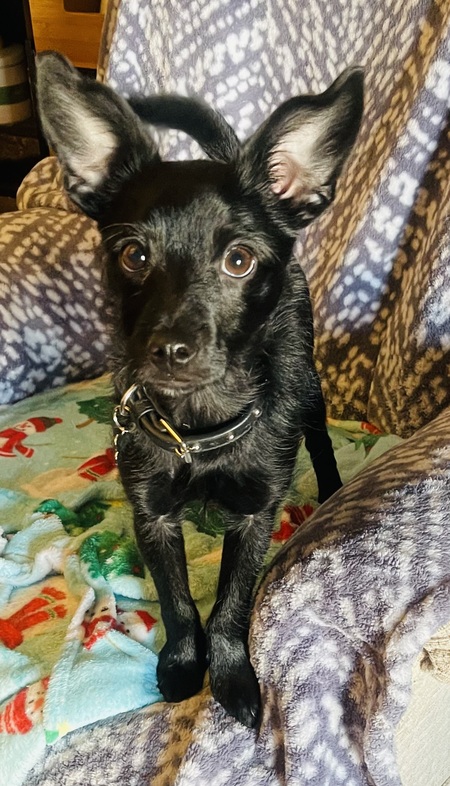 Entry image for Chiqui . Clicking this image will show a larger photo