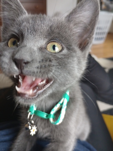 Entry image for Mogwai. Clicking this image will show a larger photo