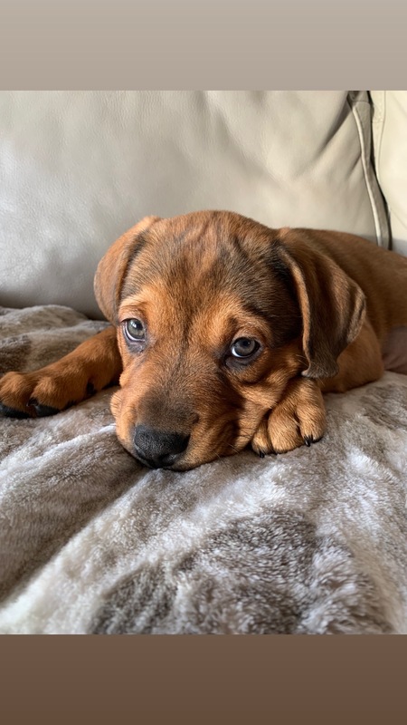 Entry image for Annie. Clicking this image will show a larger photo