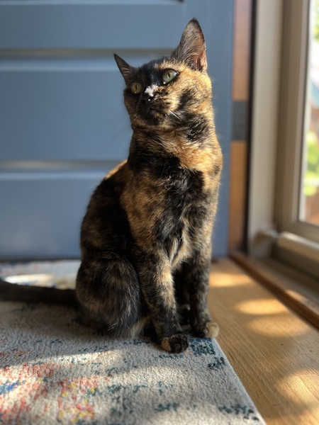 Entry image for Astra. Clicking this image will show a larger photo