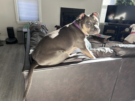 Entry image for Sadie. Clicking this image will show a larger photo