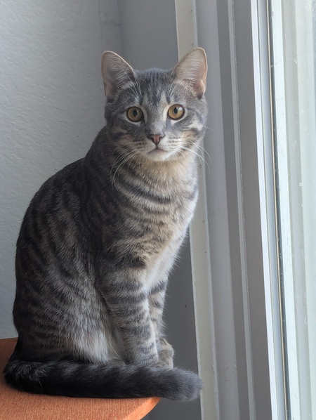 Entry image for Gandalf The Grey. Clicking this image will show a larger photo