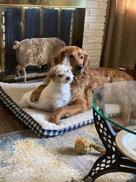 Entry image for Oscar & Bailey. Clicking this image will show a larger photo