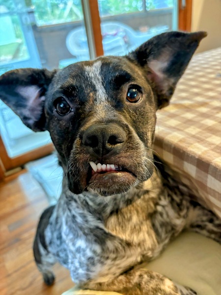 Entry image for Pepper. Clicking this image will show a larger photo