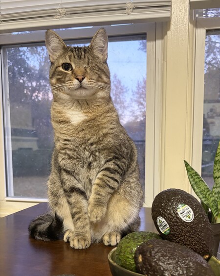 Entry image for Bubba. Clicking this image will show a larger photo