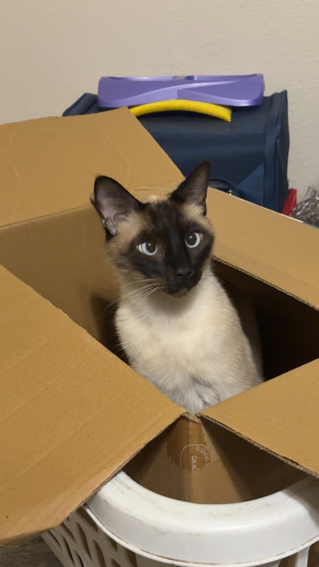 Entry image for Goobie . Clicking this image will show a larger photo