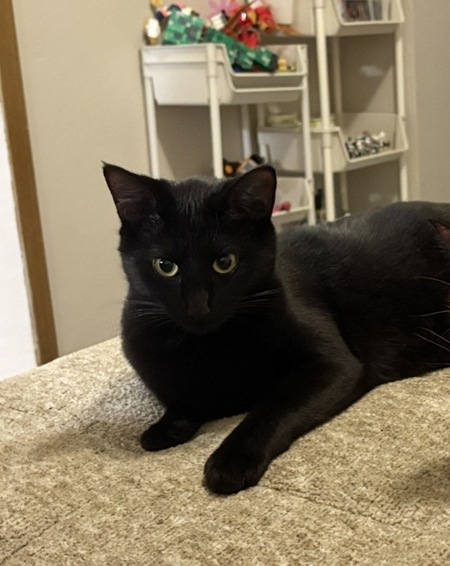 Entry image for Stormi Embiid . Clicking this image will show a larger photo