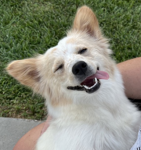 Entry image for Zesta. Clicking this image will show a larger photo